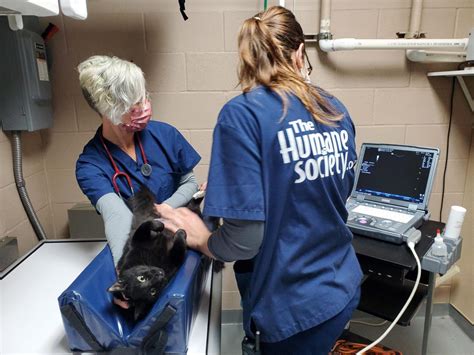 Volunteers Maria McMillion (left) and Kathy Newschwander, both of Tacoma, give a bath to a newly arrived stray dog at the Humane Society for Tacoma & Pierce County in Tacoma, Washington, on .... 