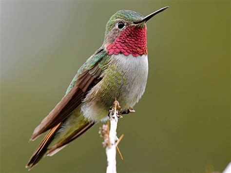 The hummingbird. The Rufous Hummingbird of the West and the Ruby-throated Hummingbird of the East are probably the most impressive examples of Hummingbird migration. Continue reading to learn more about their migration routes. The Rufous Hummingbird has the longest of all Hummingbird migrations, moving between Mexico in the winter and Alaska in the summer. 