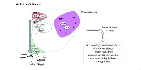 The hypothalamus in Alzheimer