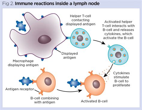 The immune responses of Th2 lymphocytes may drive in the s