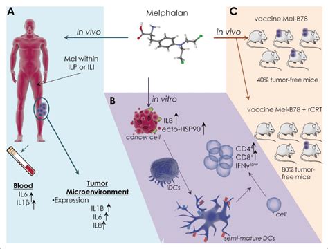 The impact of isolated tumor cells on loco-regional ... - DeepDyve