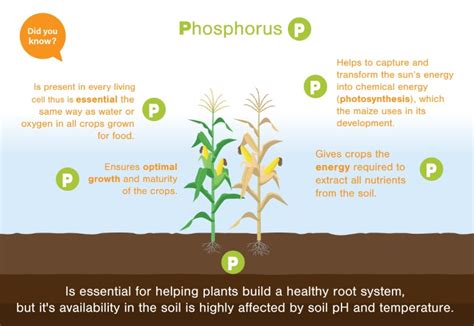 The importance of phosphorus in vegetables - Fagro