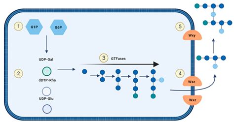 The influence of exopolysaccharide‐producing lactic acid bacteria …