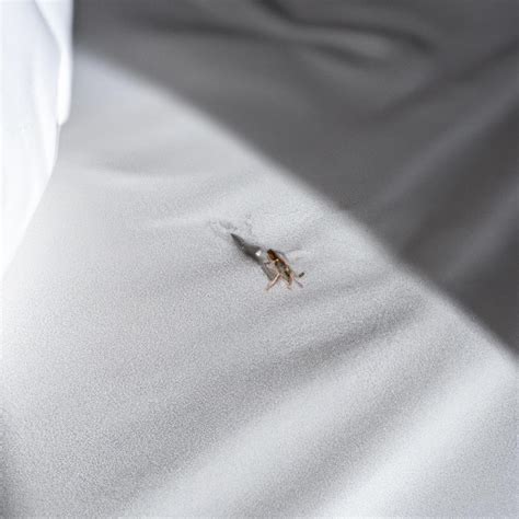 The inn on the river pigeon forge bed bugs. Is it expensive to be overly cautious and going overboard in pre-treatment? Absolutely! At the Clarion Inn Pigeon Forge- it's worth EVERY penny to make sure that … 