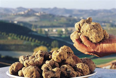 The italian truffle guide the ultimate guide to italy s. - Free download political science panjeri guide bangla version.