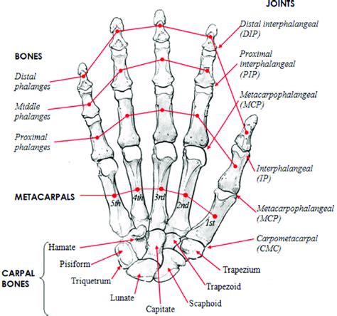 The joints in the fingers are __________.. Things To Know About The joints in the fingers are __________.. 