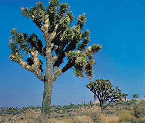 The clue The Joshua tree is actually this kind of plan