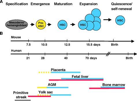 The journey of developing hematopoietic stem cells