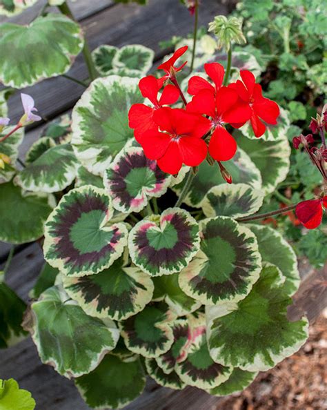 The joy of geraniums (1980 edition) Open Library