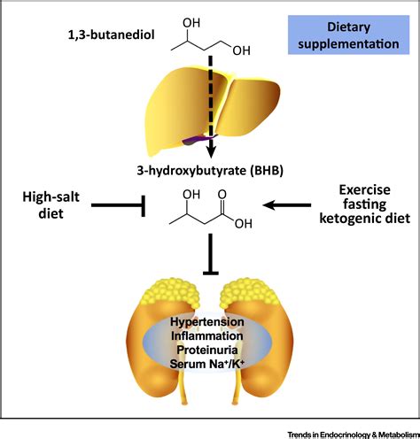 The ketone metabolite β-hydroxybutyrate blocks NLRP3 ... - PubMed