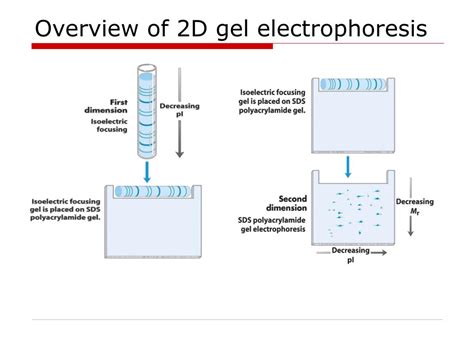 The laboratory guide to two dimensional gel electrophoresis. - Seychelles 2nd the bradt travel guide.