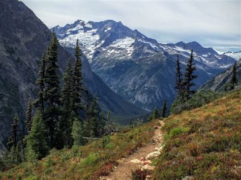 The last grizzly in the North Cascades - Lauren Danner