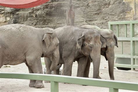 The last of 'The Golden Girls' elephant trio leaves San Antonio zoo