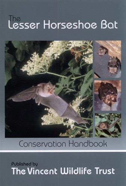 The lesser horseshoe bat conservation handbook. - Maitre morihei uyeshiba, présence et message.
