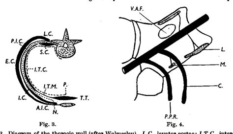 The levatores costarum and their nerve supply - PubMed