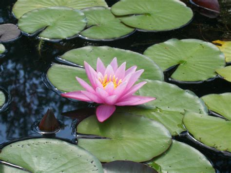 The lilypad. The secret behind the amazing strength of lily pads and other science news. Researchers analyze the architecture of giant water lilies, 'spines on sticks' honor … 