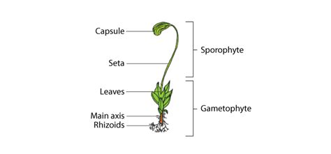 The main plant body of the bryophyte is - BYJU