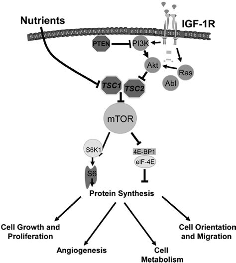 The mammalian target of rapamycin pathway as a therapeutic …