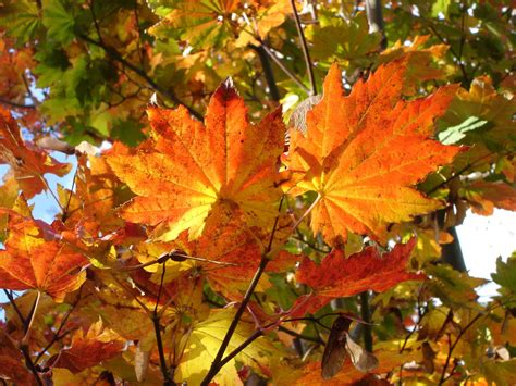 The maple. Things To Know About The maple. 