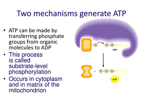 The mechanisms that generate