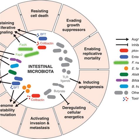 The microbiome and the hallmarks of cancer - PubMed