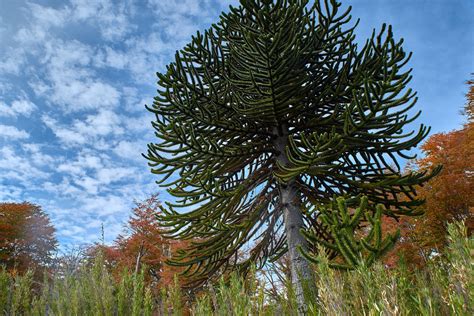 The monkey tree. Araucaria araucana, or Monkey puzzle tree, is a surprising evergreen conifer that’s very ornamental. Key facts to remember. Name – Araucaria araucana. Family – Araucariaceae. Type – conifer. Exposure – full sun or part shade. Soil – well draining, ordinary. Height – 30 to 45 feet (10 to 15 meters) Flowering – spring. 