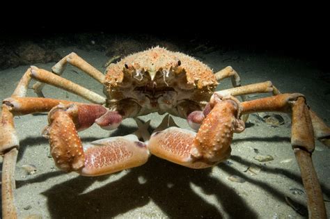 The monster crab. Things To Know About The monster crab. 