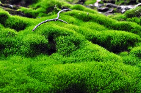 The moss. Things To Know About The moss. 