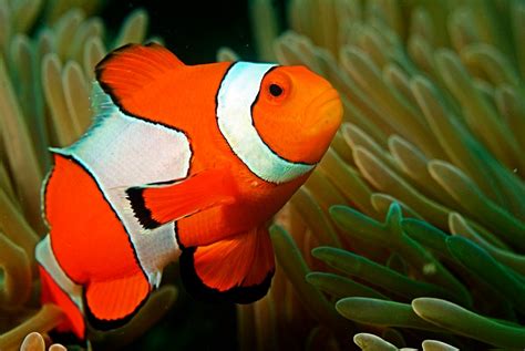 The most beautiful Clownfish I