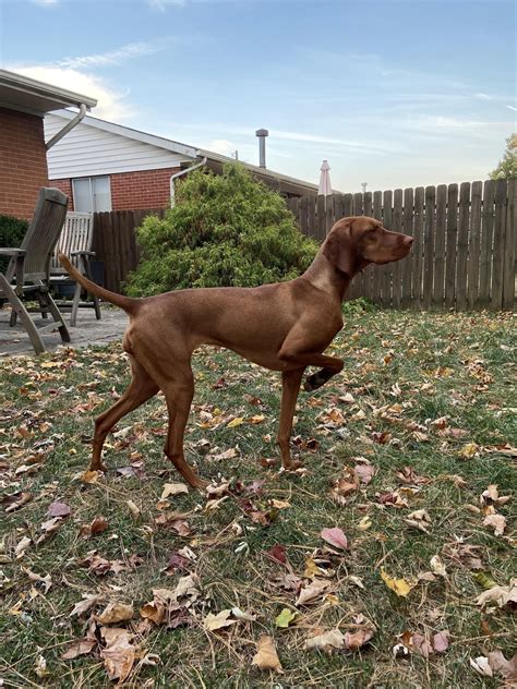 The most photogenic fall dog breed : r/vizsla - Reddit