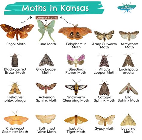 The moth kc. Things To Know About The moth kc. 