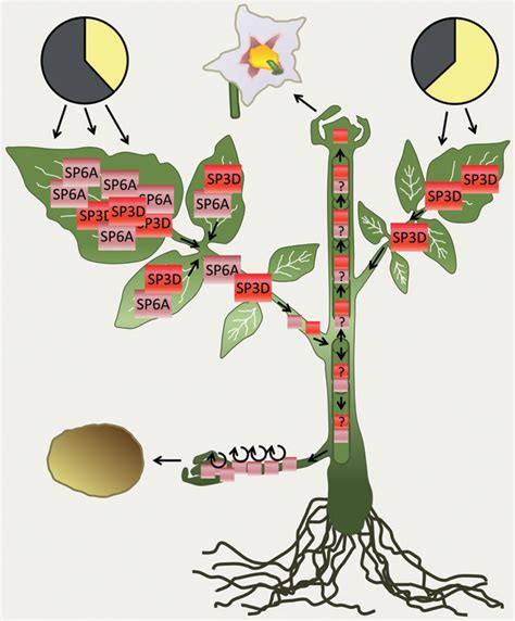 The multifaceted roles of FLOWERING LOCUS T in plant …