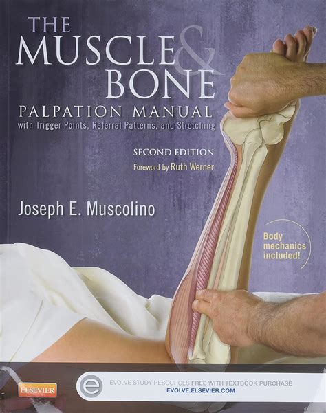 The muscle and bone palpation manual with trigger points referral patterns and stretching 2e. - Minerai de fer oolithique ordovicien du massif armoricain.