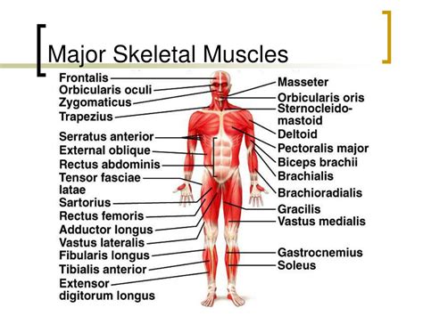 The muscular system manual the skeletal muscles of the human body 1e. - Renault megane classic workshop manual 2015.