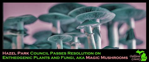 The mushroom hazel park. "Magic Mushrooms" or Psilocybin mushrooms and other psychedelic plants and fungi were decriminalized in Hazel Park on Tuesday. 