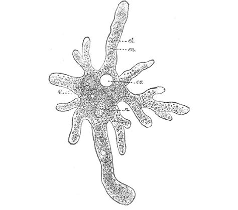 The nature of response to light in Amoeba proteus (Leidy)