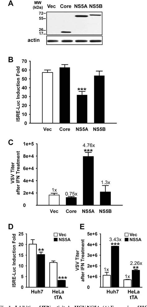 The non-structural 5A protein of hepatitis C virus - PubMed