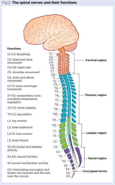 The number of spinal nerves in a human being are - Toppr