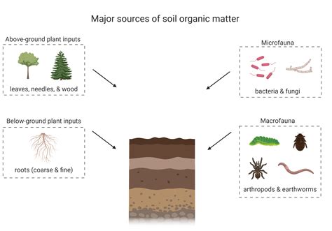 The origin of soil organic matter controls its composition and