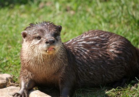 The otter. Things To Know About The otter. 