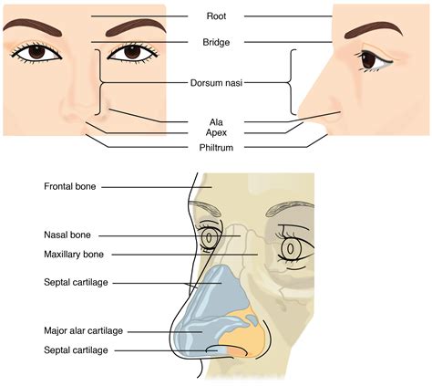 The outer edge of the nostril is called the a. ala of the nose. - Brainly