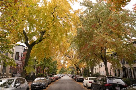 The outlook for colorful fall foliage in the DC area? Not spectacular — and short-lived