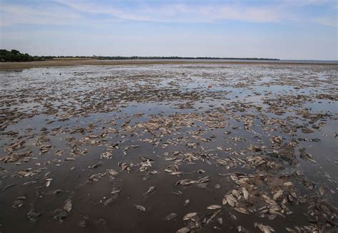 The own findings of fish of Ukraine during 2001 - 2024