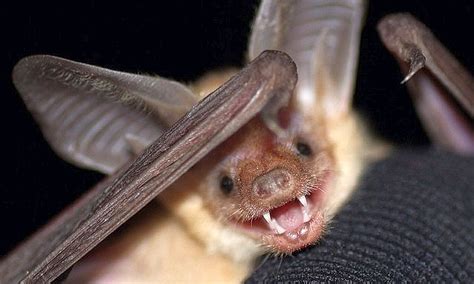 The pallid bat is California's newest state symbol: Here’s what makes it special