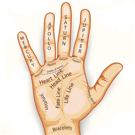 The palm of your hand. Things To Know About The palm of your hand. 