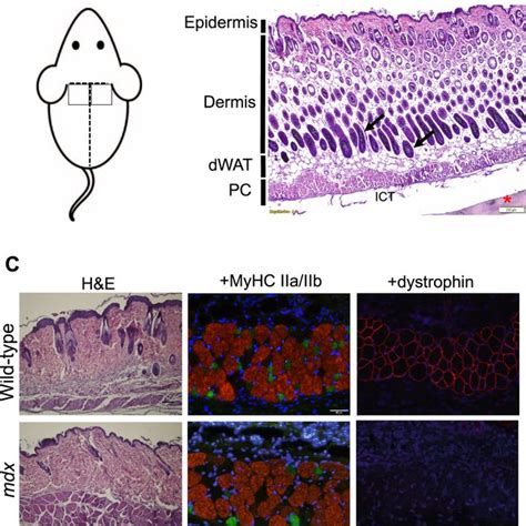 The panniculus carnosus muscle: A novel model of striated muscle ...