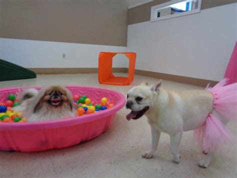 The parc pet suites sports & spa. Special Events. Most months we offer a special daycare party. Parties are usually based around holidays or other special events like the Superbowl! Attendees enjoy special activities and go home with raffle prizes, photos, treats or other giveaways. Once staffing levels return to normal, we hope to resume offering birthday parties, yappy hours ... 