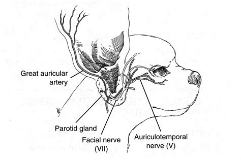 The pathology of the external ear canal in dogs and cats