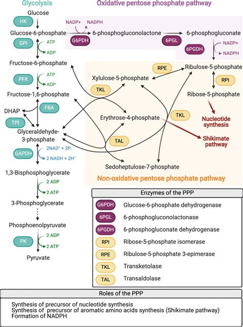 The pentose phosphate pathway regulates chronic …