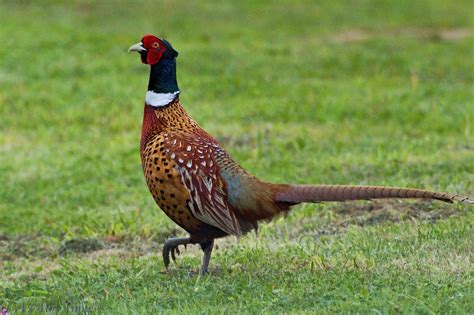 The pheasant. The pheasant, otherwise known as the Common Pheasant or Ring Necked Pheasant, is a prolific gamebird found throughout the UK and western Europe, with many birds raised in captivity. As with most gamebirds the pheasant is a short billed, short legged bird with the adult male far surpassing the female ... 